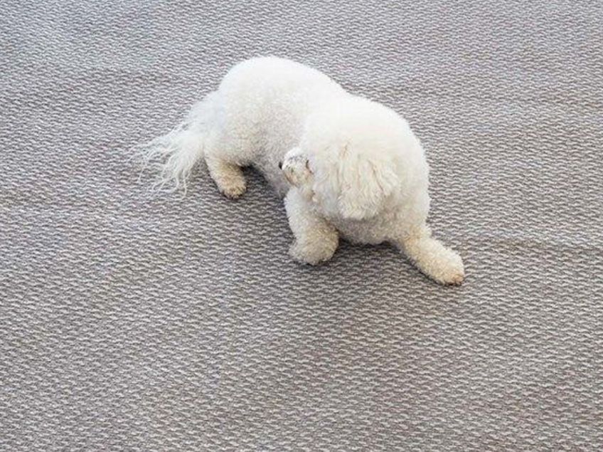 Isabella Carpet 250cm Width