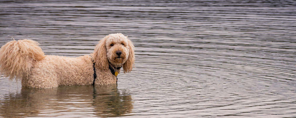 Dog in Water